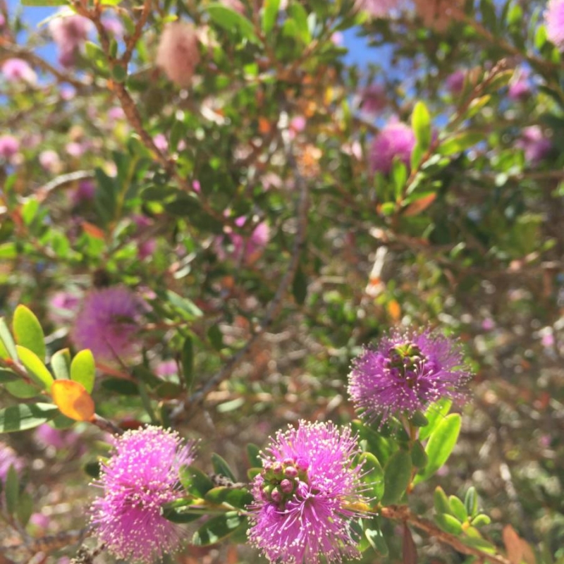 Showy Honey Myrtle Melaleuca nesophila